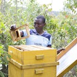 A beekeeper examines a honeycomb frame from a hive amidst vibrant greenery.