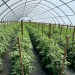 Lush green tomato plants flourishing in a well-structured greenhouse environment.